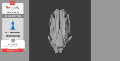 3D model of an African lungfish skull, detailed for 3D printing, viewed from above.