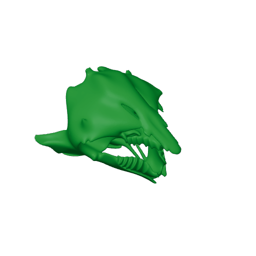 Lungfish (Australian) Skull.3mf