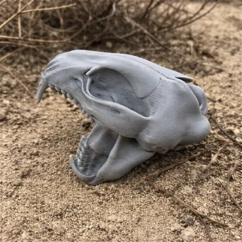 3D-printed gray lynx skull replica placed on sandy ground.