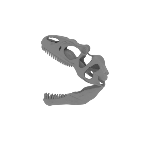Albisaurus Skull.stl