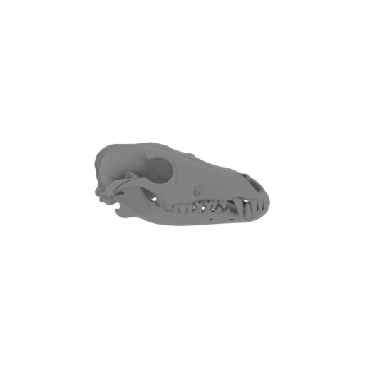 Aliwalia Skull.stl