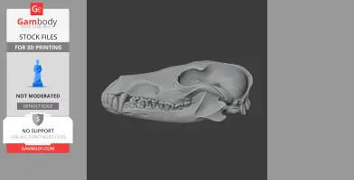 Aliwalia Skull - Skull Replica STL