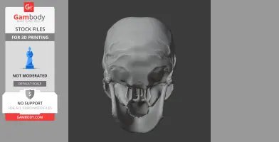 Anhuilong Skull - Skull Replica STL