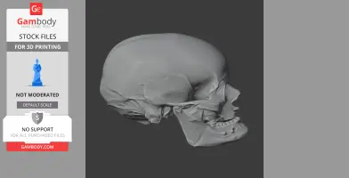 Anhuilong Skull - Skull Replica STL