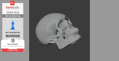 Aorun Skull - Skull Replica STL