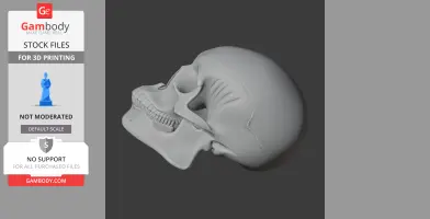 Aorun Skull - Skull Replica STL