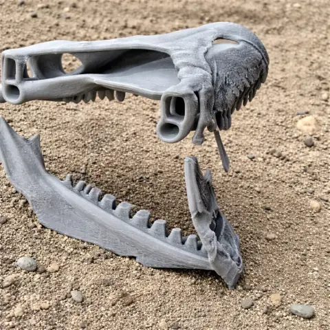 3D-printed Arenysaurus skull replica, featuring detailed jaw and teeth, displayed on textured ground.