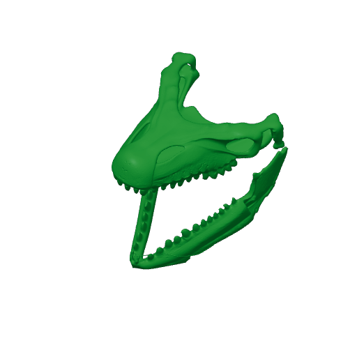 Arenysaurus Skull.3mf