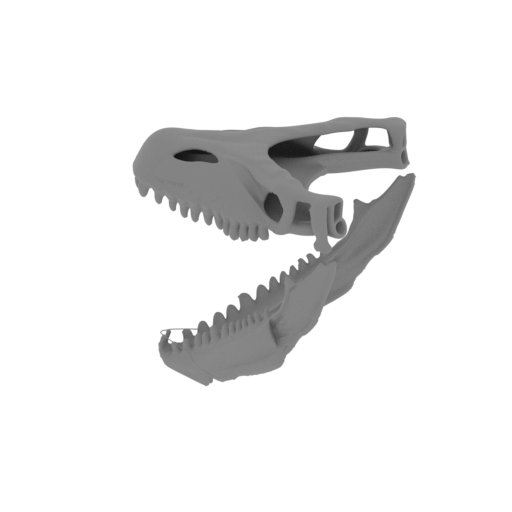 Arenysaurus Skull.stl
