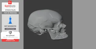 Aristosuchus Skull - Skull Replica STL