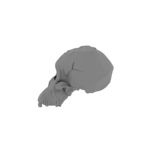 Astrodonius Skull.stl