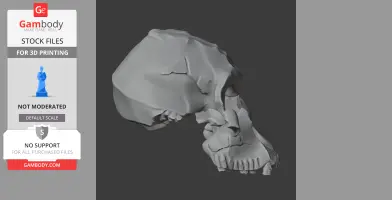 Astrodonius Skull - Skull Replica STL