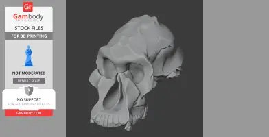 Astrodonius Skull - Skull Replica STL
