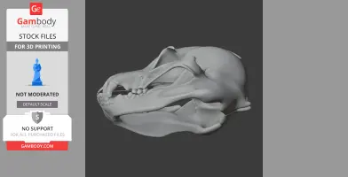 Athenar Skull - Skull Replica STL