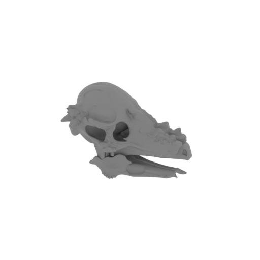 Auroraceratops Skull.stl