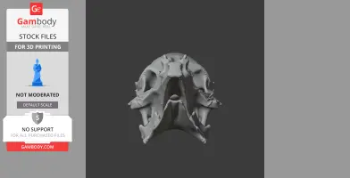Auroraceratops Skull - Skull Replica STL