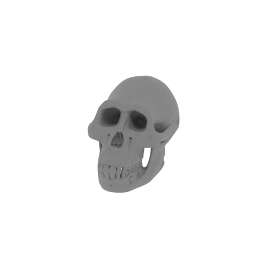 Australodocus Skull.stl