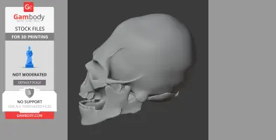 Avalonianus Skull - Skull Replica STL