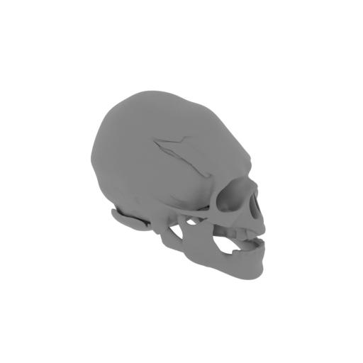 Avalonianus Skull.stl
