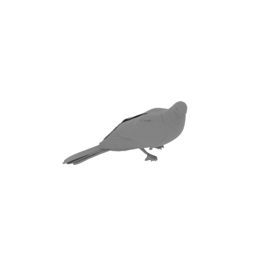 Andaman cuckoo-dove.stl