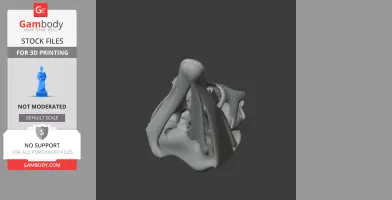 3D model of an Avebrevicauda skull, featuring detailed bone structure for printing.