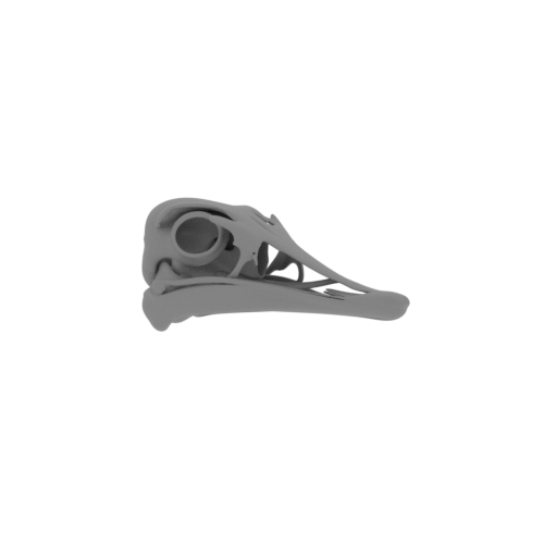 Avebrevicauda Skull.stl