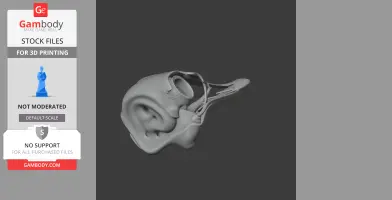 A 3D model of an Avebrevicauda skull, showcasing intricate bone structures for printing.