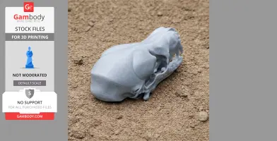 Bathygnathus Skull - Skull Replica STL