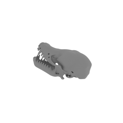 Bathygnathus Skull.stl