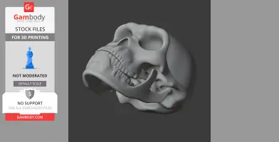 3D model of a Borogovia skull, viewed from the side, showcasing intricate bone details.