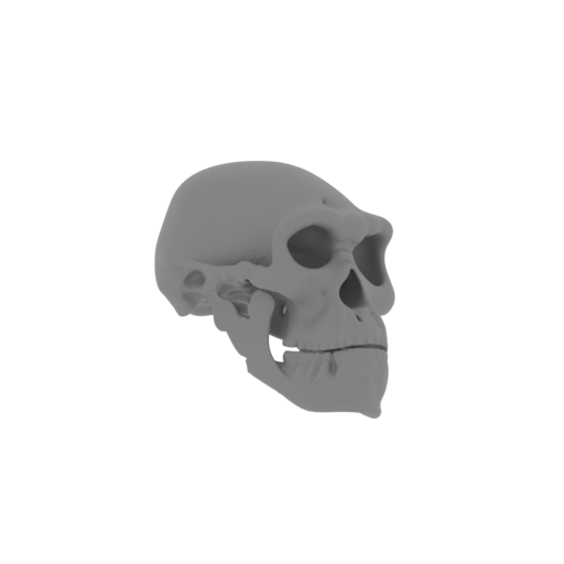 Borogovia Skull.stl