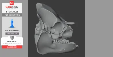Caletodraco Skull - Skull Replica STL