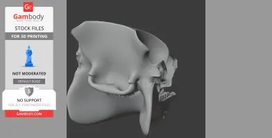 Caletodraco Skull - Skull Replica STL