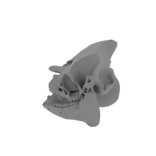 Caletodraco Skull.stl