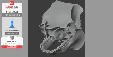 Caletodraco Skull - Skull Replica STL