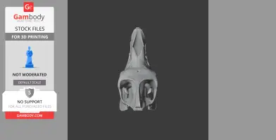 3D model of a Camelotia dinosaur skull, viewed from above, suitable for 3D printing.