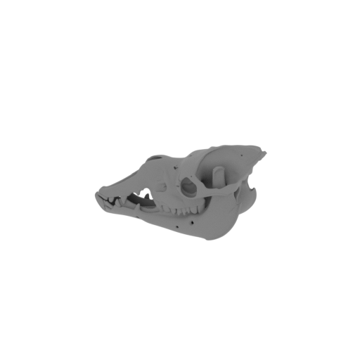 Camelotia Skull.stl