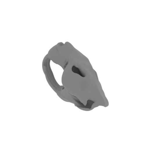 Castoroides Skull.stl