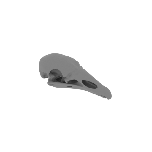 Cathartesaura Skull.stl
