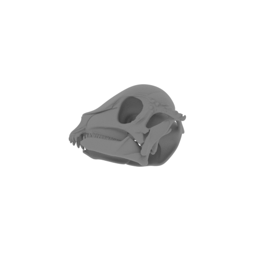 Chenanisaurus Skull.stl