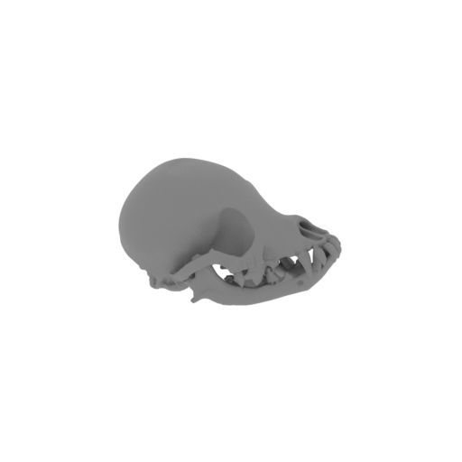 Chihuahuasaurus Skull.stl