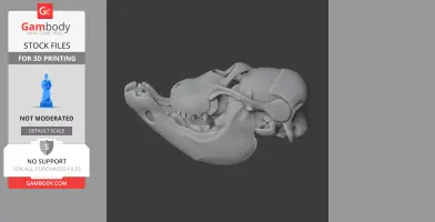 Digital render of a detailed Citipes skull model for 3D printing, side view.