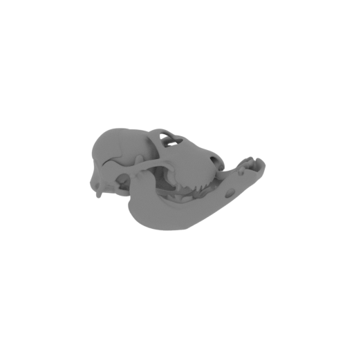 Citipes Skull.stl