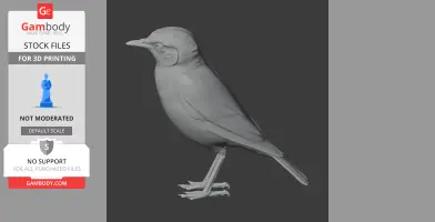 A 3D model of a bird, likely an ant-eating chat, standing upright with detailed feathers and beak.
