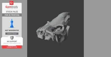 3D model of a detailed Coelodonta (woolly rhino) skull, ideal for 3D printing.