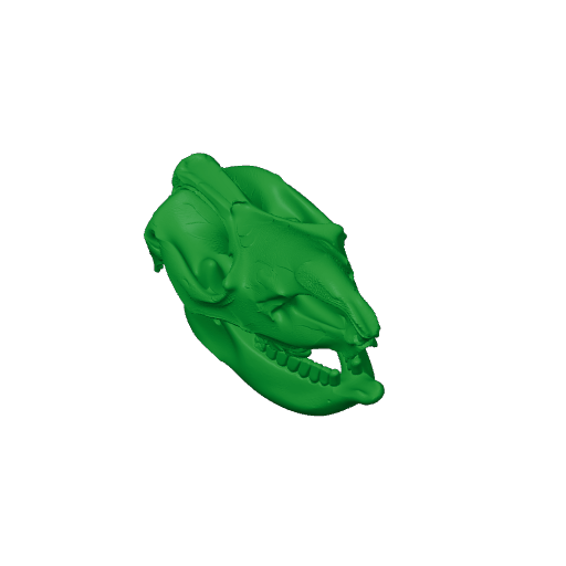 Coelodonta Skull.3mf