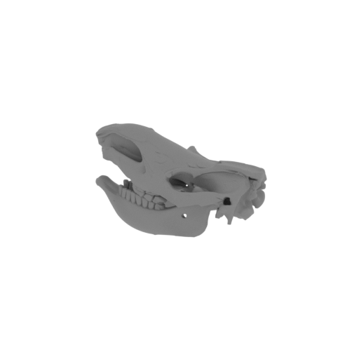 Coelodonta Skull.stl