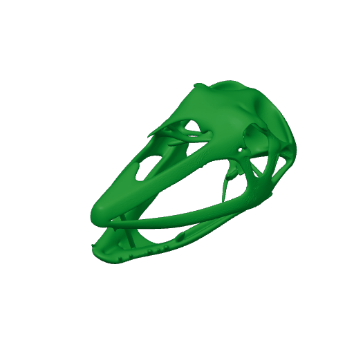 Coloborhynchus Skull.3mf