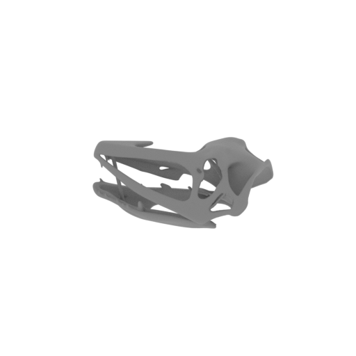 Coloborhynchus Skull.stl