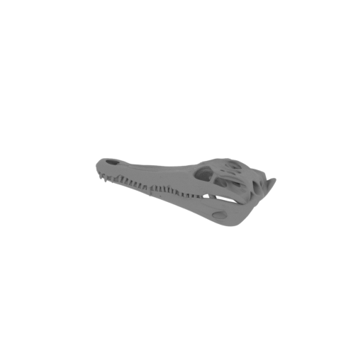 Crocodilia Skull.stl